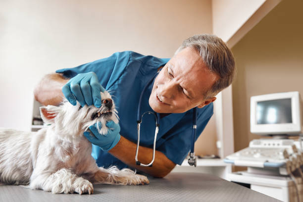 Best Weekend Emergency Dental Services in Westland, MI